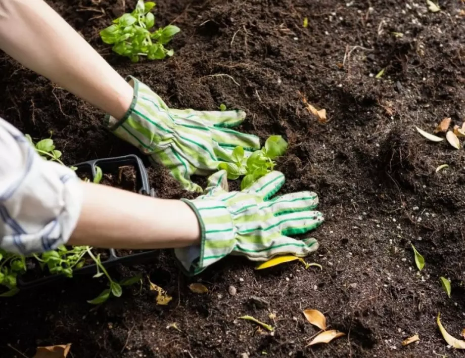 Активирайте почвата по този начин за рекорден добив от зеленчуци