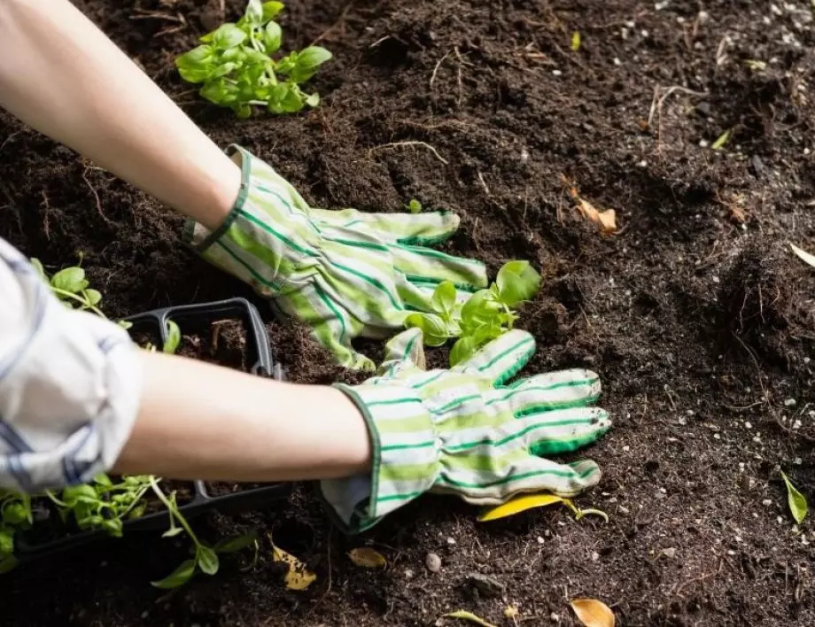 Ако почвата е твърда като бетон, направете това, за да решите проблема