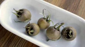 Защо не трябва да пренебрегваме мушмулите?