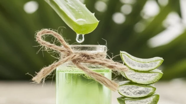 Маслото от алое вера – силен помощник в грижата за красотата