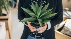 Любопитни факти за кактусите