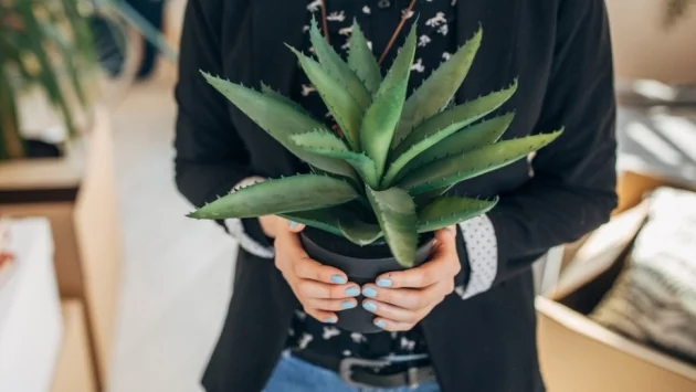 Любопитни факти за кактусите