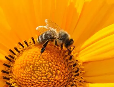 Глобалното затопляне е нарушило синхрона между пчелите и цъфтящите растения