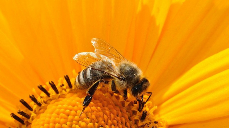 Добра новина пчелите няма да измрат Лошата новина е
