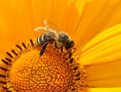 Как климатичните промени влияят върху ареала на дивите пчели-опрашители