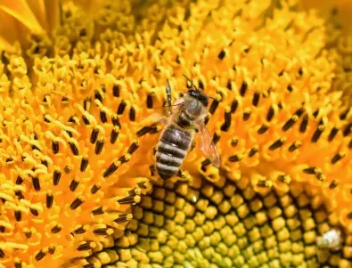 Организират фестивал, посветен на пчелите 