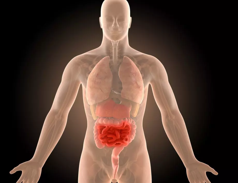 Лекар: Това е най-добрият начин за пречистване на червата от всичко излишно и токсично