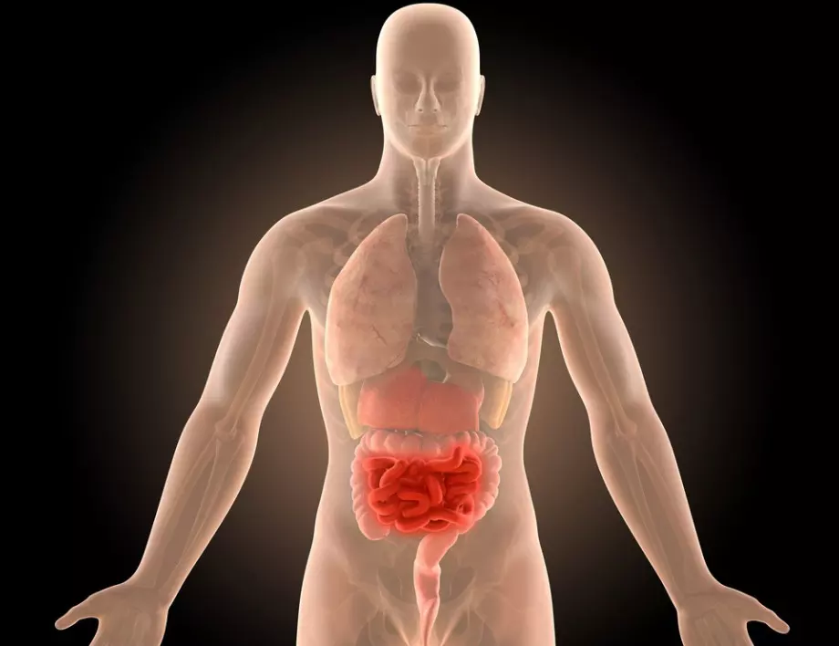 Започнете деня си с 4 прости навика за здрави черва