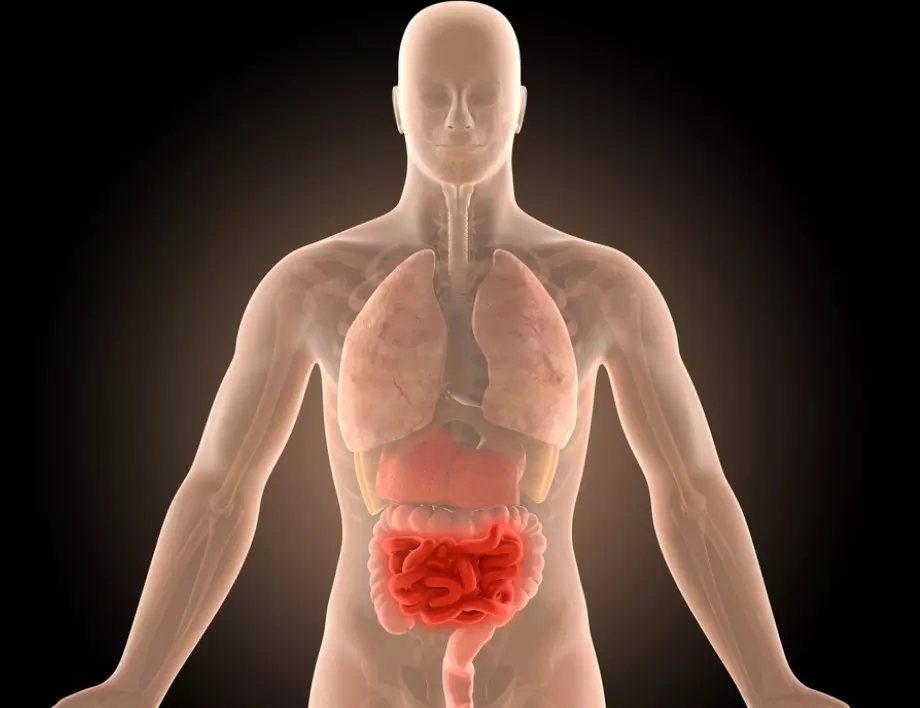 Коя е най-добрата напитка за пречистване на червата от вредните токсини?