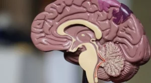 10 начина да повишим мозъчната активност и да се концентрираме лесно със CBD