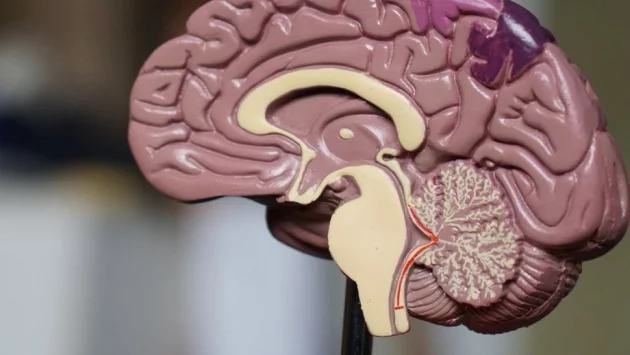 10 начина да повишим мозъчната активност и да се концентрираме лесно със CBD