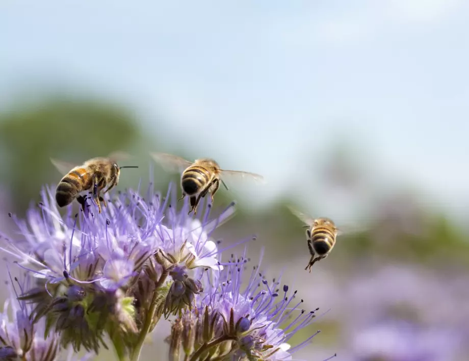 Факти за пчелите и меда - 20 неща, които ще ви изумят