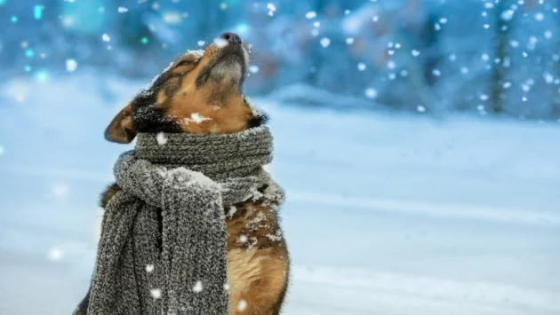 5 причини да се радваме, че вали сняг