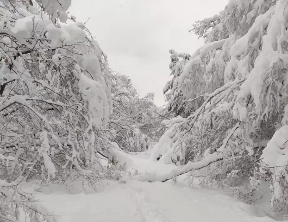 Зимата дойде в Екатеринбург с първия сняг