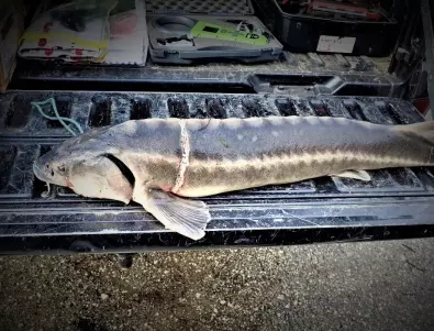 Критично застрашен вид риба беше открита мъртва при проверка за кърмаци по Дунав