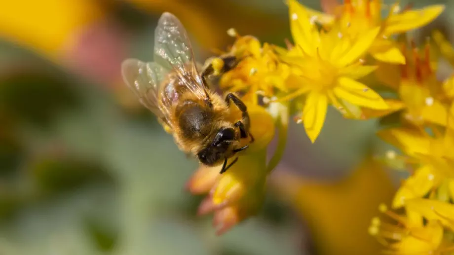 Никога не убивайте тези 9 насекоми!