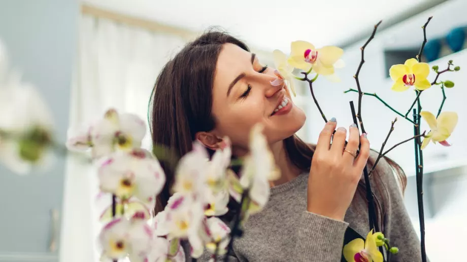 Шепа ориз в саксията на орхидеята прави чудеса