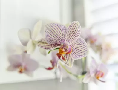 Защо съхнат пъпките на орхидеята?