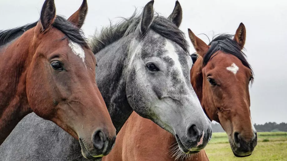 Ако сте изпаднали в беда, прочетете тази притча
