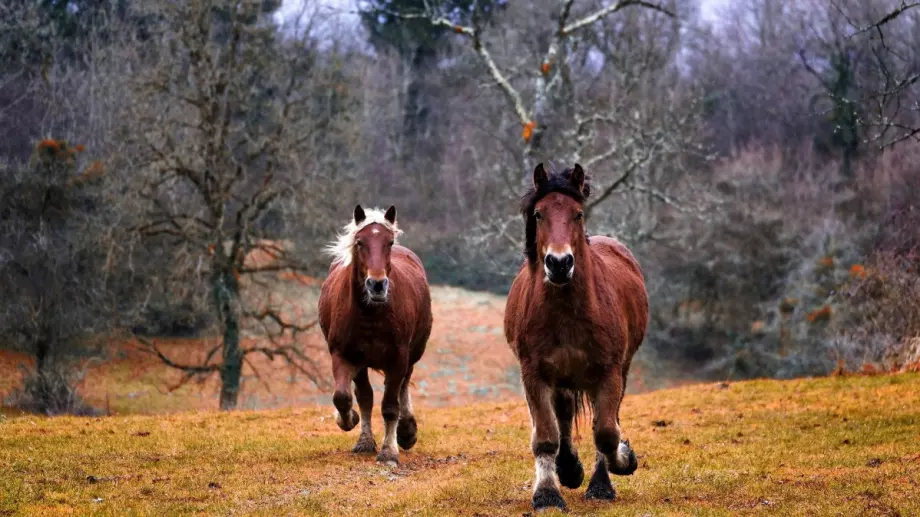Къде са най-популярни залозите на конни спортове