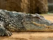 Приятели спасиха пенсионер от крокодил в Малайзия