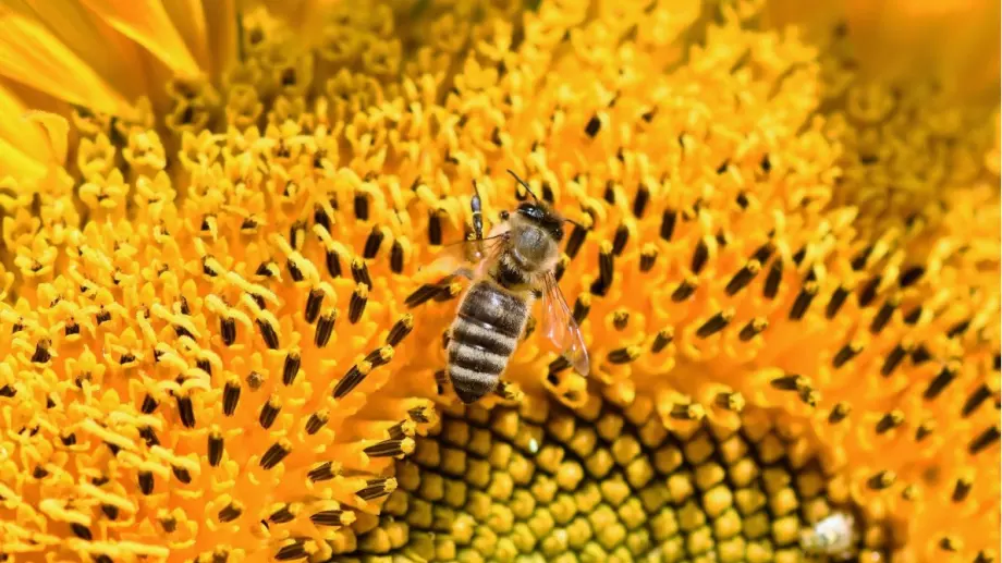 За какво се използва сепараторът за пчелен прашец