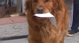 Куче носи продукти на съседката си в изолация (ВИДЕО)