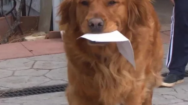 Куче носи продукти на съседката си в изолация (ВИДЕО)