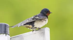 Притча за лястовицата и враната