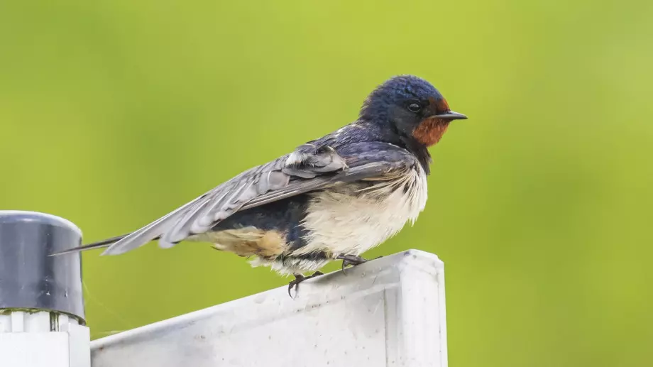 Притча за лястовицата и враната