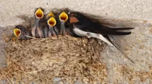 Дори не подозирате какво нещастие ще си навлечете, ако разрушите гнездо на лястовица 