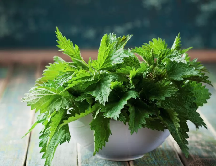 Оцет от КОПРИВА – ЧУДОТО, което лекува десетки неразположения 