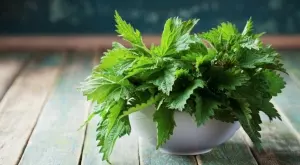 Това са едни от НАЙ-полезните билки