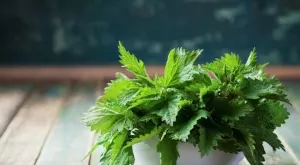 Ползи от копривата