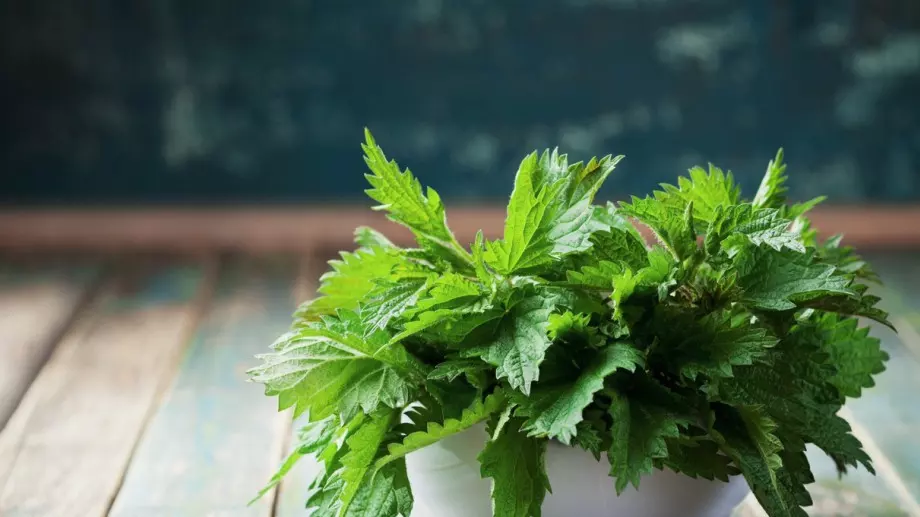 Ползи от копривата