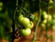 Градинар: Поливайте доматите така, за да узреят по-бързо