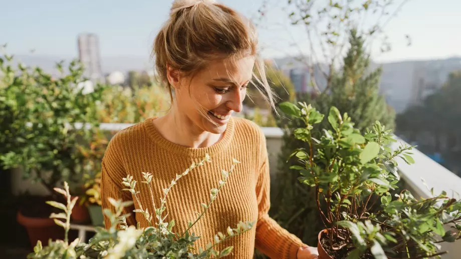 7 саксийни растения, които пазят от комари