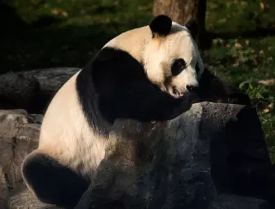 Гиганстка панда напада служител в белгийски зоопарк 
