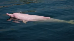 Заснеха редки розови делфини (ВИДЕО)
