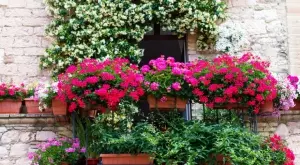Най-подходящите цветя за балкон