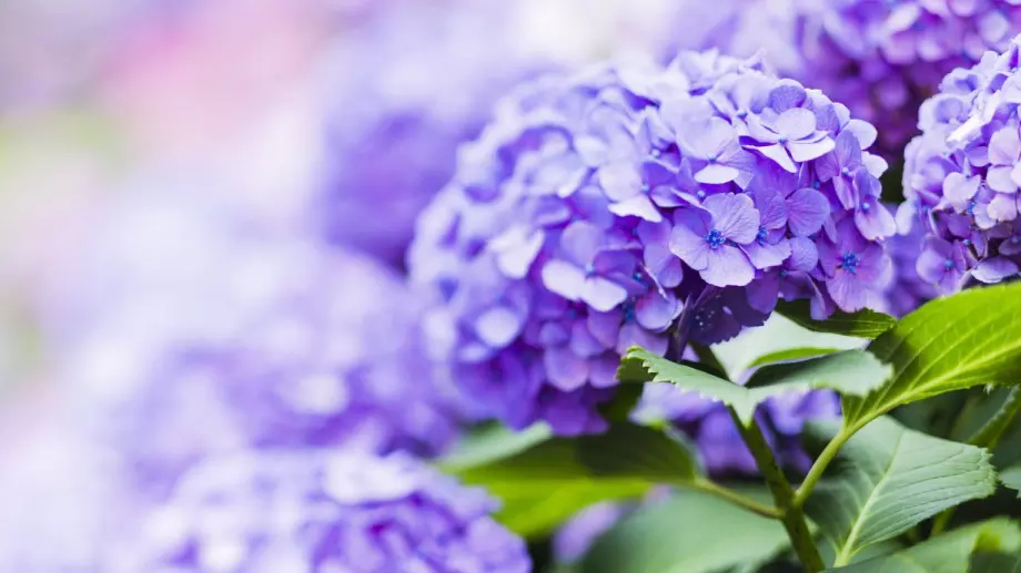 4 груби грешки при отглеждането на хортензии