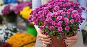 6 полезни трика за гледане на хризантеми