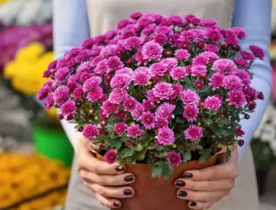 Цветята, които пречистват ТЕЗИ токсини от въздуха 