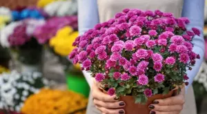 Никога не сте и предполагали какво символизират хризантемите