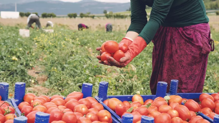 Земеделците забогатяха с над 145 млн. лева в кризата