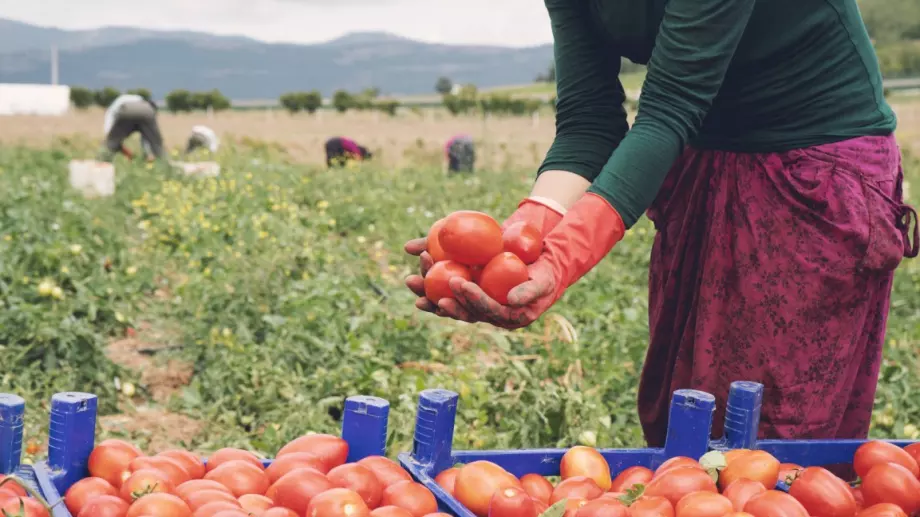 ЕК предлага еднократна помощ за фермери и  малки и средни предприятия