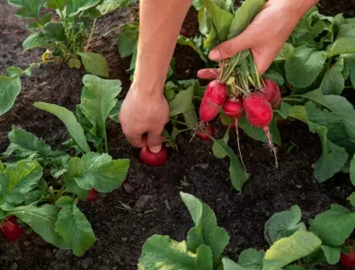 Бъдещите агрономи от Тракийския университет влязоха в зеленчуковите градини (СНИМКИ) 