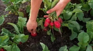 Инспекцията по труда засилва контрола в селското стопанство