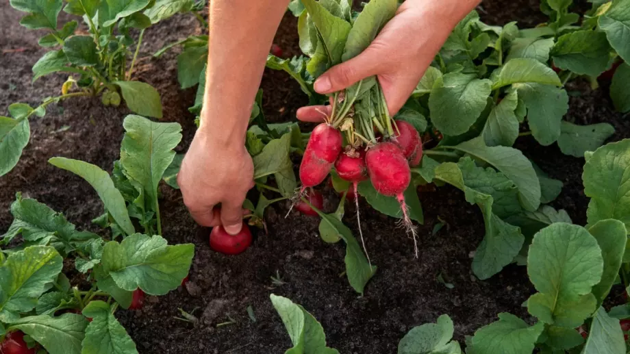 Инспекцията по труда засилва контрола в селското стопанство