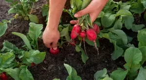 Изтича срокът за заявяване на Covid компенсации за земеделци